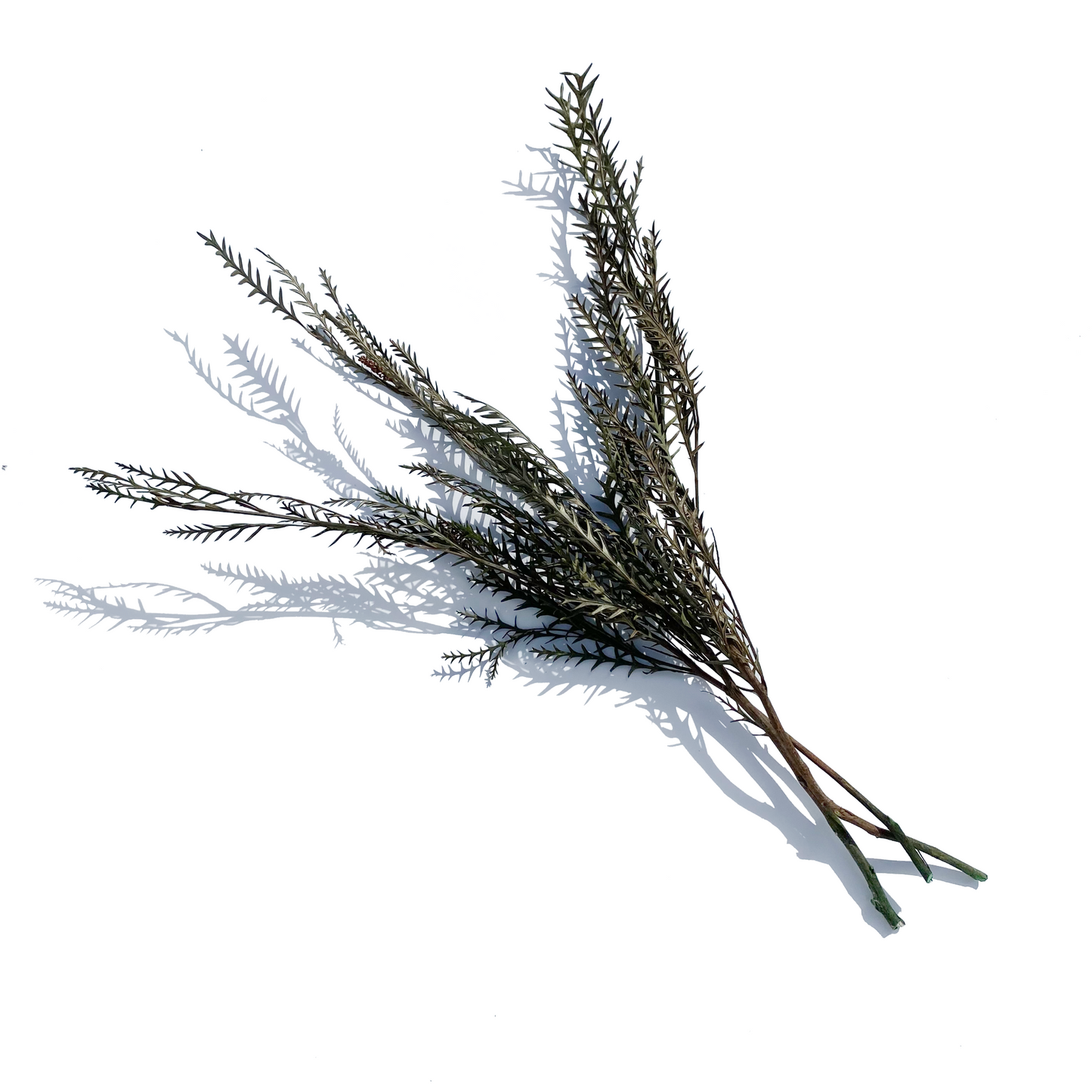 Olive Sword Leaf Fern, Set of 3